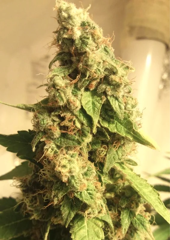 Moby Dick van BSB Genetics