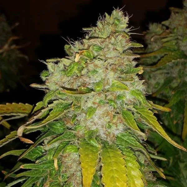 Amnesia Haze van BSB Genetics
