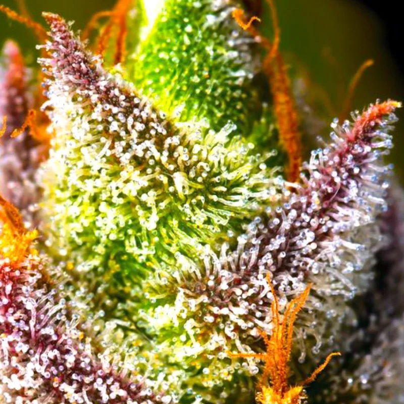 Mimosa van BSB Genetics