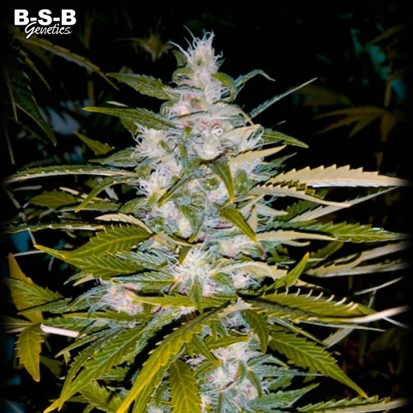 Critical+ van BSB Genetics