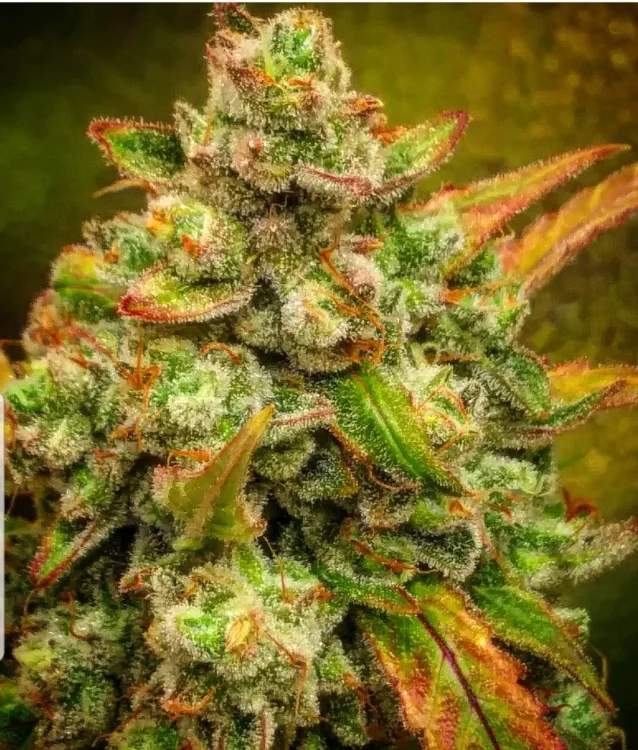 Amnesia Haze van BSB Genetics