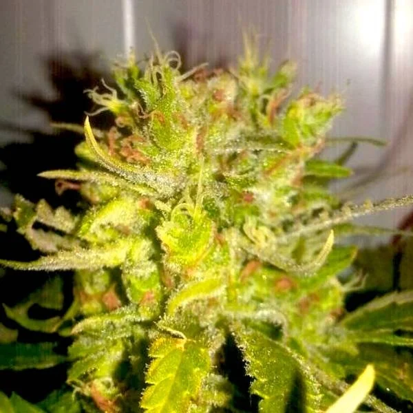 Lemon Haze van BSB Genetics