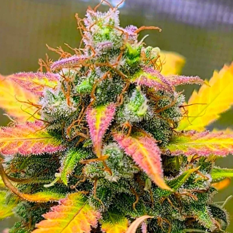 Strawberry Banana van BSB Genetics