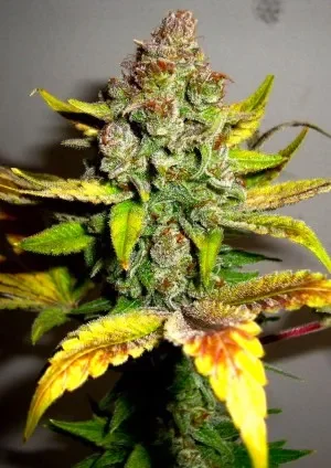 Gorilla Glue #4 van BSB Genetics