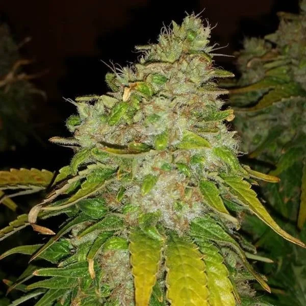 Amnesia Haze van BSB Genetics