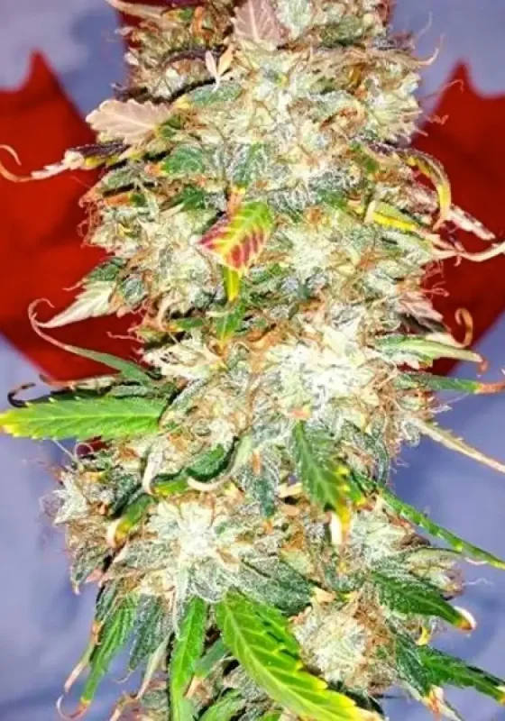 Northern Big Bud van BSB Genetics