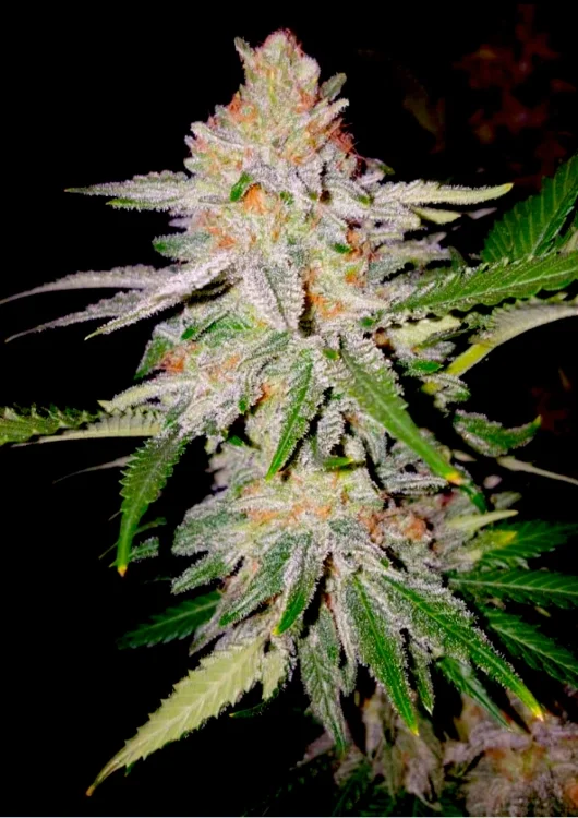 Zkittles van BSB Genetics