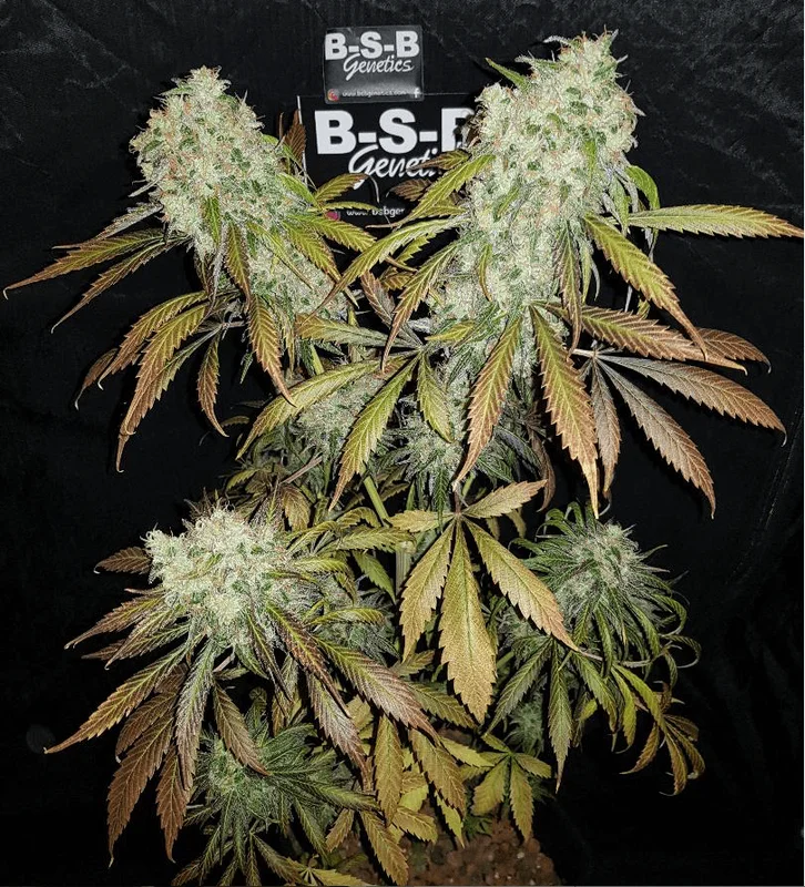 Banana Kush van BSB Genetics
