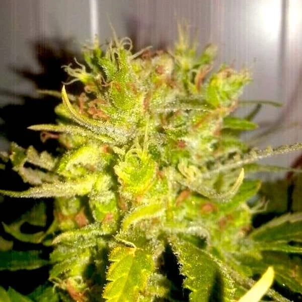 Lemon Haze van BSB Genetics