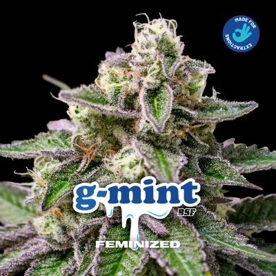 G-Mint van BSF Seeds
