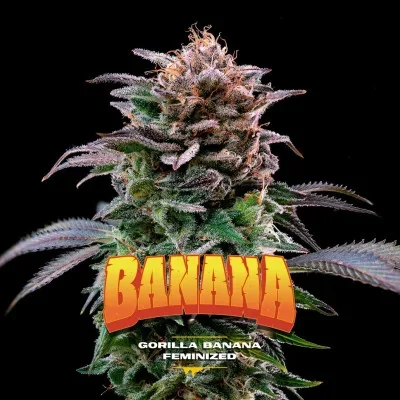 Gorilla Banana van BSF Seeds