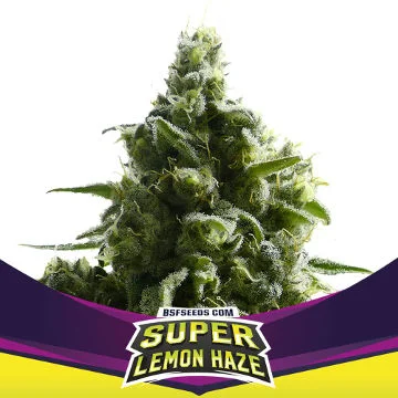 Super Lemon Haze - SLH van BSF Seeds