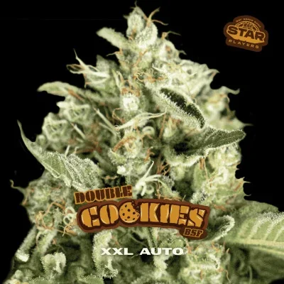 Double Cookies van BSF Seeds