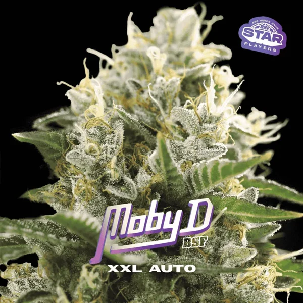 Moby-D XXL van BSF Seeds