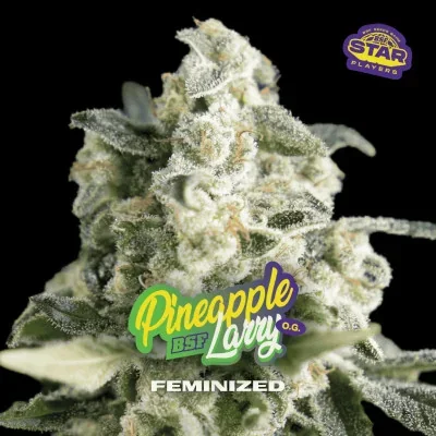 Pineapple Larry OG van BSF Seeds
