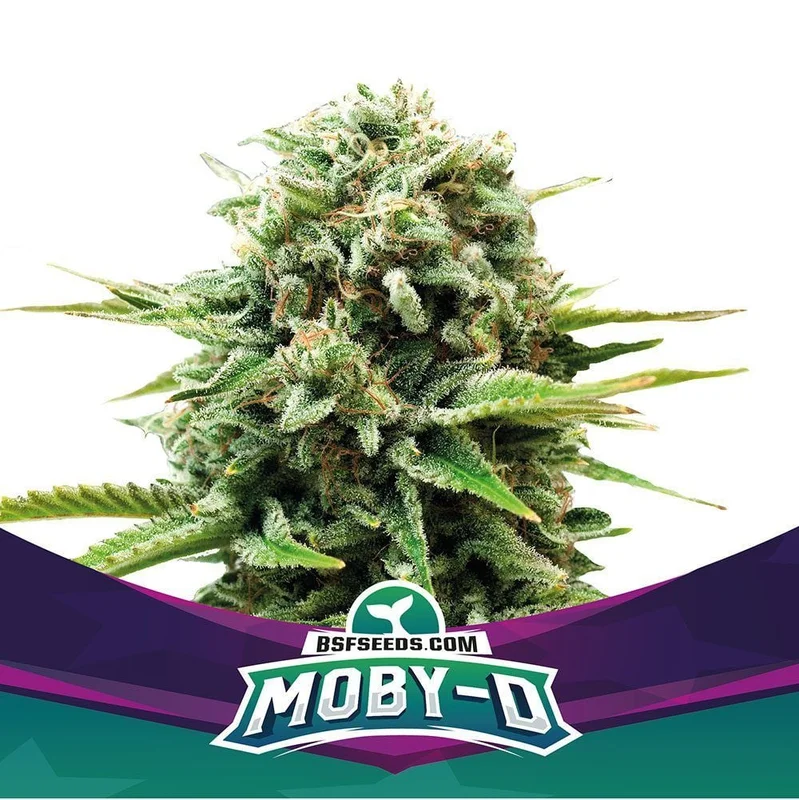 Moby-D van BSF Seeds
