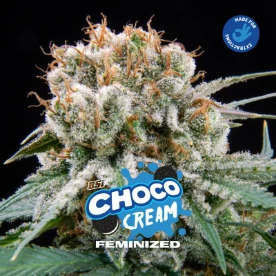 Choco Cream van BSF Seeds