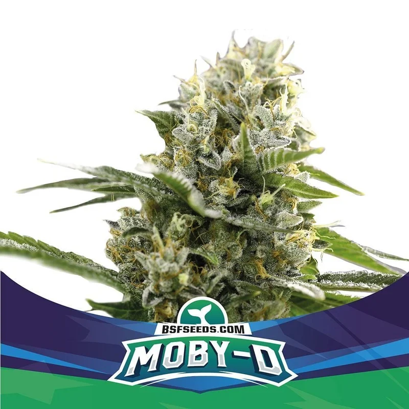 Moby-D XXL van BSF Seeds