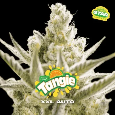 Tangie XXL van BSF Seeds