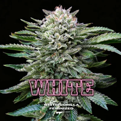 White Gorilla van BSF Seeds