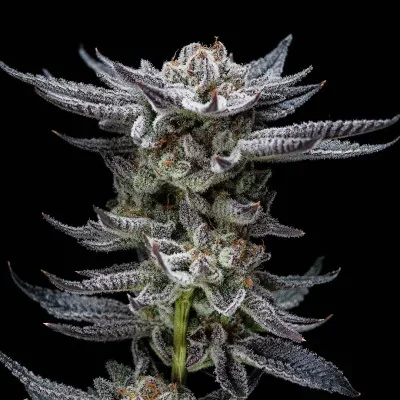 Gorilla Glue van BSF Seeds