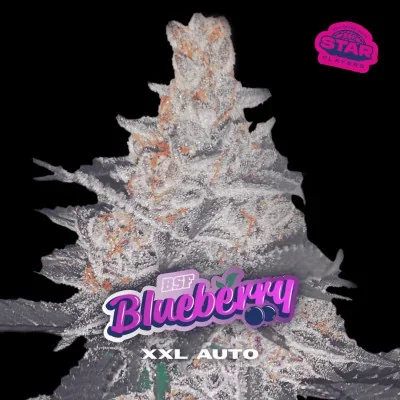 Blueberry XXL van BSF Seeds