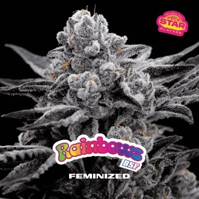 Rainbows van BSF Seeds