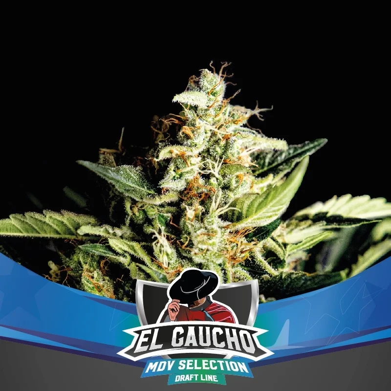 El Gaucho Faster van BSF Seeds