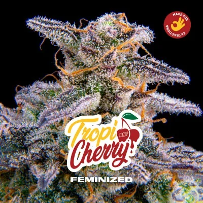 Tropicherry van BSF Seeds