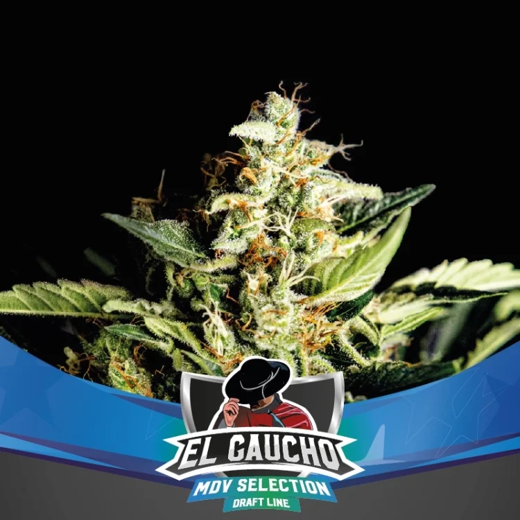 El Gaucho Faster van BSF Seeds
