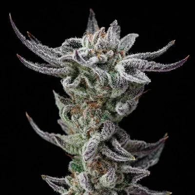 Gorilla Glue Faster van BSF Seeds