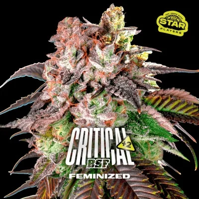 Critical +2 van BSF Seeds