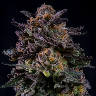 Gorilla Piña van BSF Seeds