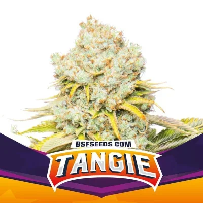 Tangie van BSF Seeds