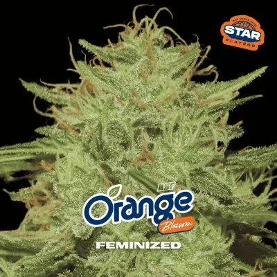 Orange Blossom van BSF Seeds