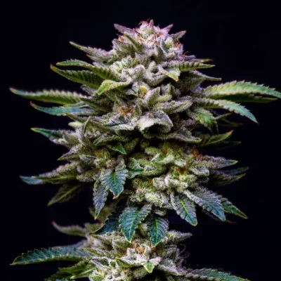 Gorilla Rainbow van BSF Seeds