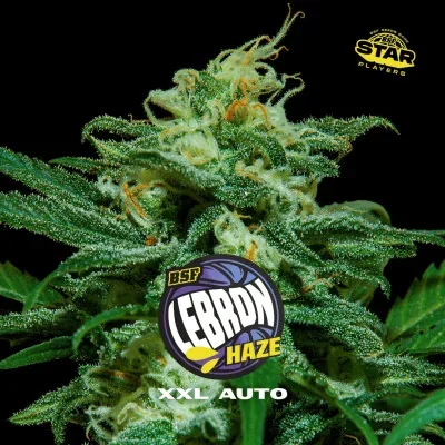 LeBron Haze XXL van BSF Seeds