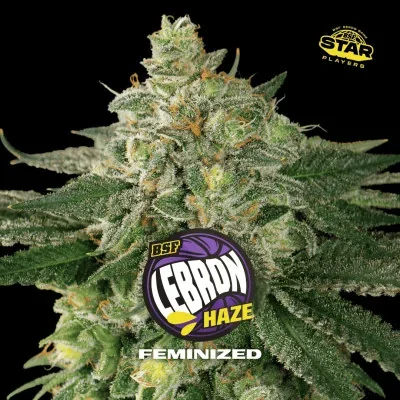 Lebron Haze van BSF Seeds