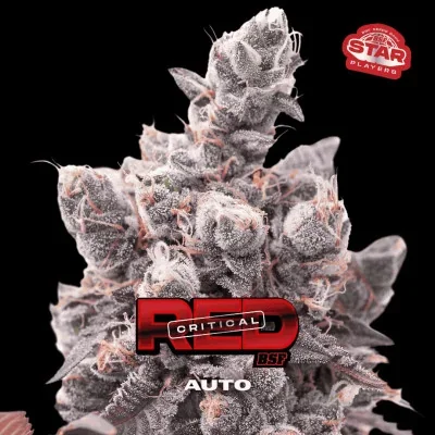 Red Critical van BSF Seeds