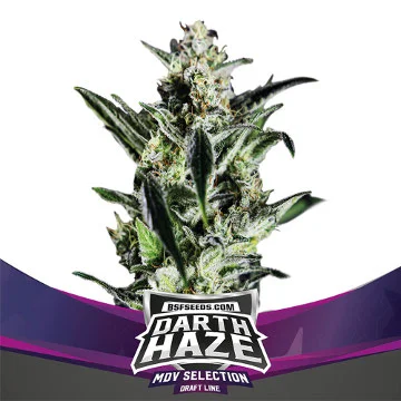 Darth Haze van BSF Seeds