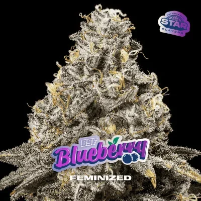 Blueberry van BSF Seeds