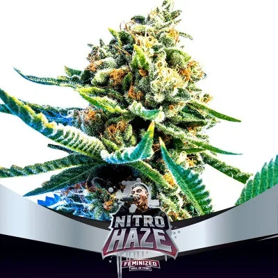 Nitro Haze van BSF Seeds