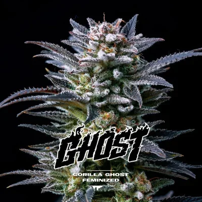 Gorilla Ghost van BSF Seeds