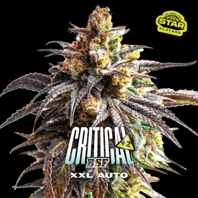 Critical +2 XXL van BSF Seeds