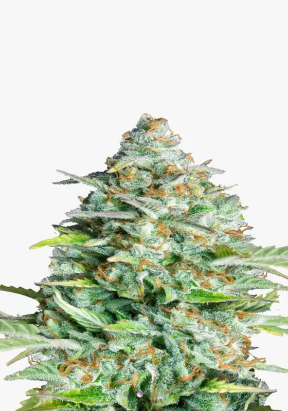 Kush Orginal F1 di Bud Voyage 