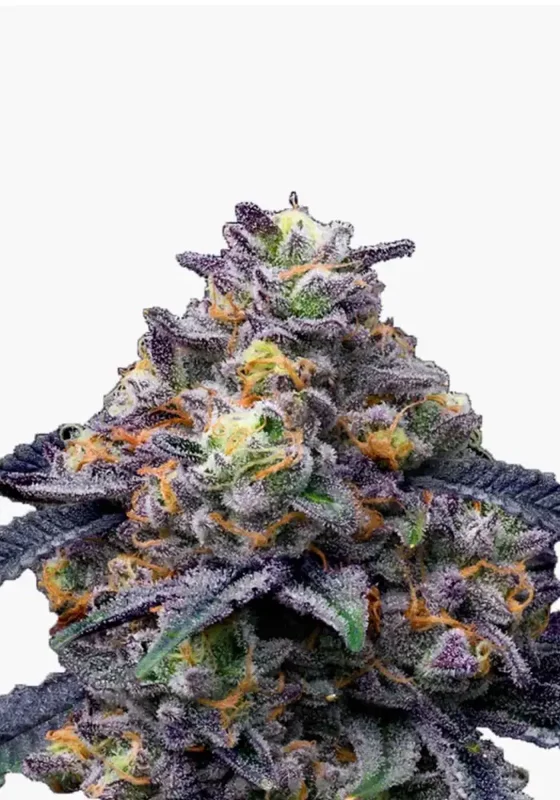 Blackberry Moonrocks di Bud Voyage