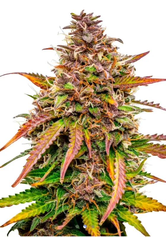 Bubble Kush Cake di Bud Voyage 