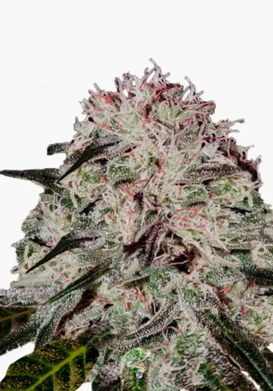 Strawberry Smile di Bud Voyage