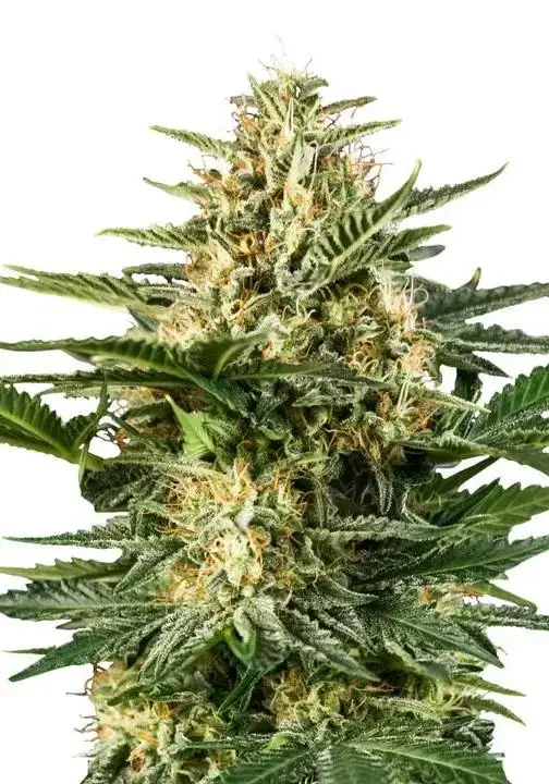 Green Gelato di Bud Voyage 