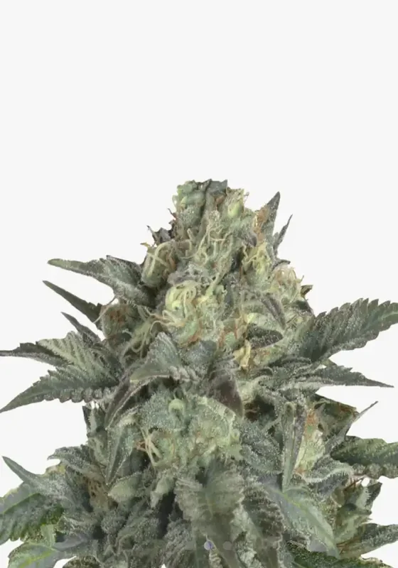 Gorilla Glue F1 di Bud Voyage